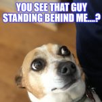 PARANOID DOG | image tagged in paranoid dog | made w/ Imgflip meme maker