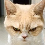Angry Cat Face