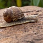 Snail Pace