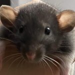 Baby rat boy