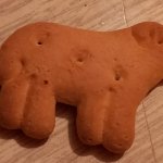 Cookie animal