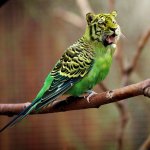 Tiger Budgie