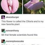 Clitora flower