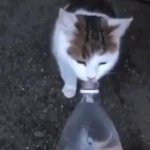 Cat Water Velocity GIF Template