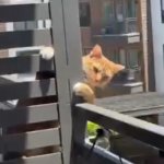 Neighbor kitty