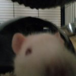 Sniffing rat