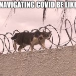 Covid life | NAVIGATING COVID BE LIKE | image tagged in cat barbed wire | made w/ Imgflip meme maker