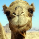 Camel Nose