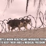 Avoiding the barb | BATTLE WORN HEALTHCARE WORKERS TRYING TO KEEP THEIR JOBS & MEDICAL FREEDOM. | image tagged in cat barbed wire | made w/ Imgflip meme maker