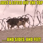 When you need a quick cut | JUST A LITTLE OFF THE TOP; . . . AND SIDES, AND FEET | image tagged in cat barbed wire | made w/ Imgflip meme maker