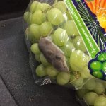 Grape Rat template