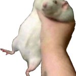 Fat rat being grabbed