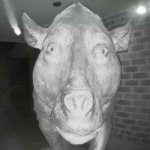 Pig staring at doorbell template