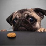 Pug Dog Must Get The Treat