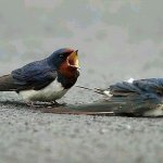 Love is Over Bird