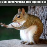 squirrel | LETS SEE HOW POPULAR THIS SQUIRREL GETS | image tagged in stop squirrel | made w/ Imgflip meme maker