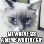 I didn't have my phone tho so i couldn't film it... | ME WHEN I SEE A MEME-WORTHY GIF | image tagged in gifs,omg cat | made w/ Imgflip video-to-gif maker