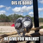 bord | DIS IS BORD; HE GIVE YOU WALNUT | image tagged in bord with nut | made w/ Imgflip meme maker