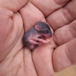 Baby Mouse