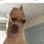 Funny Dog | when you stub your toe on a bed post | image tagged in funny dog | made w/ Imgflip meme maker