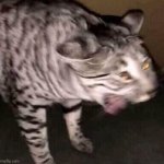 Cat screaming