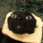 Funny Bread Cat UwU