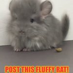 fluffy rat template