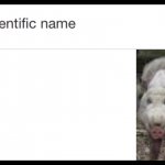 Scientific name for pig