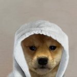crying hood dog
