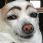 Dog with brows