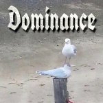 Dominance Bird