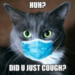 catvid cat | HUH? DID U JUST COUGH? | image tagged in catvid cat | made w/ Imgflip meme maker