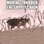 Cat Barbed Wire | MOVING THROUGH THE SUPPLY CHAIN | image tagged in cat barbed wire | made w/ Imgflip meme maker