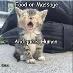 Crying Cat | Food or Massage; And quick, Human; Yates | image tagged in cat crying | made w/ Imgflip meme maker