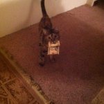 cat dinero
