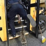 Raccoon flees Cop