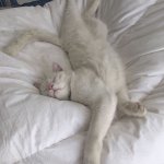 Cat sleeping weird pose