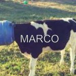 marco | MARCO | image tagged in marco | made w/ Imgflip meme maker