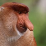 Big nose monkey template