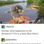 Baby blue heron