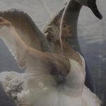 Swan Lake dancer