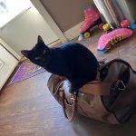 Cat on Gym Bag