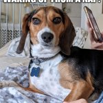 My Confused Dog | MY DOG AFTER WAKING UP FROM A NAP: | image tagged in confused puppy | made w/ Imgflip meme maker