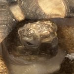 Tort