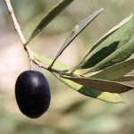 Black Olive