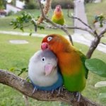 Love Bird Drama template