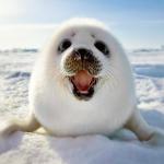 The Happy Seal