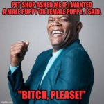 Laughing Samuel L Jackson | PET SHOP ASKED ME IF I WANTED A MALE PUPPY OR FEMALE PUPPY, I SAID, "BITCH, PLEASE!" | image tagged in laughing samuel l jackson | made w/ Imgflip meme maker
