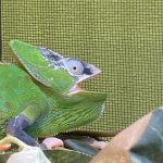 Shocked chameleon