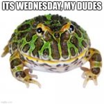 Happy Wednesday! | ITS WEDNESDAY, MY DUDES | image tagged in frog | made w/ Imgflip meme maker